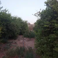 باغ لیمو جاده پتروشیمی