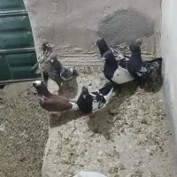 کبوتر|پرنده|کرفتو, |دیوار