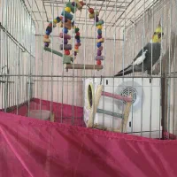 عروس هلندی|پرنده|خرمشهر, |دیوار