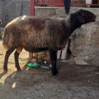 قوچافشاری|حیوانات مزرعه|هرسین, |دیوار