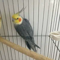 عروس هلندی سخنگو