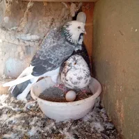 ساعت بالا نسل دار|پرنده|خان ببین, |دیوار