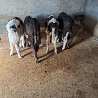 گوساله نر ماده|حیوانات مزرعه|خانمیرزا, |دیوار