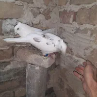 کفتر .سار کاکلی ساده افشون|پرنده|فریمان, |دیوار