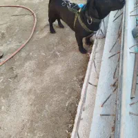 سگ پا کوتاه|سگ|جیرفت, |دیوار