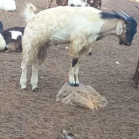 کهره نر