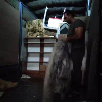 باربری حمل اثاثیه منزل*حجت بار تربت*(حیدری)|خدمات حمل و نقل|تربتحیدریه, قائم|دیوار