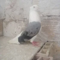 عکس گویای همه چی هست