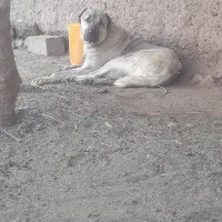 شاه توله ۱۵ ماهه