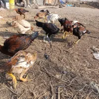 جوجه لاری۵ماهه|حیوانات مزرعه|خسروشاه, |دیوار