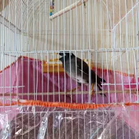 مرغ مینا سخنگو