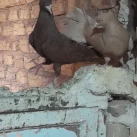 کبوتر