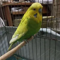 مرغ عشق انگلیسی|پرنده|تهران, آهنگ|دیوار