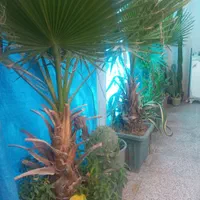 هرس کاری ورسیدگی به درختان|خدمات باغبانی و درختکاری|هشتگرد, |دیوار