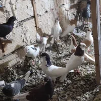 ۳۰تا کبوتر بوم همه نوبوم