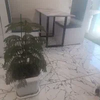 اشپز