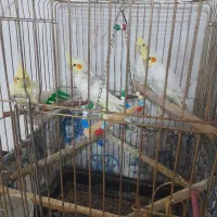 عروس هلندی|پرنده|سروآباد, |دیوار