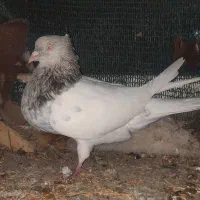 کفتر کله سیاه کله هفترنگ مشکی کاکلی  معاوضه با..