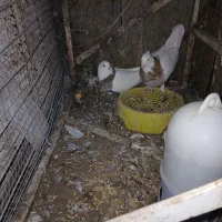 باسلام به دوستان عشق باز