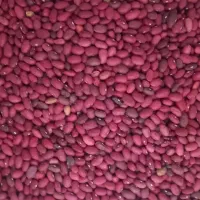 لوبیا قزمز کاشت امسال