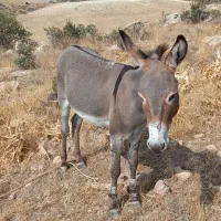 الاغ نر مناسب سواری|حیوانات مزرعه|ارژن, |دیوار