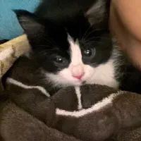 واگذاری رایگان گربه تاکسیدو نر ۳ ماهه|گربه|اندیشه, اندیشه فاز ۴|دیوار