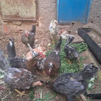 جوجه مرغ و خروس