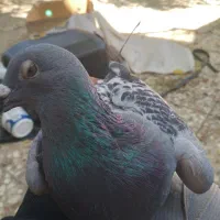 دوعدد کبوتر پلاکی|پرنده|آبادان, |دیوار