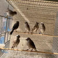 قناری لیزارد نقره ای فقط ماده دارم نر ندارم|پرنده|تهران, توحید|دیوار