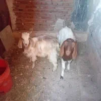 بزغاله
