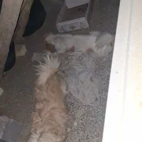 دوعددسگ اشپیز