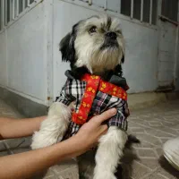 واگذاری رایگان شیتزو حرف گوش کن|سگ|پارسآباد, |دیوار