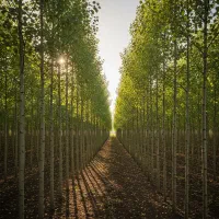 صنوبر بهترین گزینه برای یک سرمایهگذاری مطمئن|خدمات باغبانی و درختکاری|اصفهان, چشمه باقرخان|دیوار