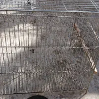 قفس|لوازم جانبی حیوانات|شاهین‌شهر, گرگاب|دیوار