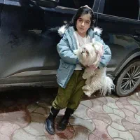 واگذاری سگ نژاد شیتزو