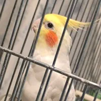 عروس هلندی نر و ماده بالغ