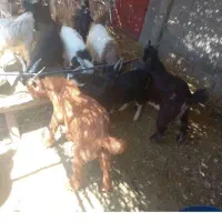 کهره درجه یک یک ۴۰ نر ۵ ماده