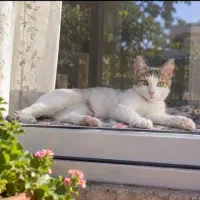 واگذاری رایگان گربه ماده 6ماهه