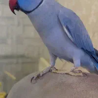 طوطی ملنگو سخنگو ویولت (بنفش) نر بالغ رام و دستی|پرنده|مشهد, امام خمینی|دیوار