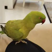 طوطی ملنگو گمشده