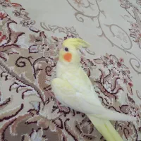 عروس هلندی گم شده