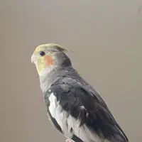 گمشده