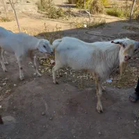 دوعدد تکه سانن|حیوانات مزرعه|سبزوار, بیهق شرقی|دیوار