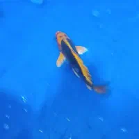 ماهی کوی سایز مولد کلکسیونی با قیمت مناسب|ماهی|تهران, مینابی|دیوار