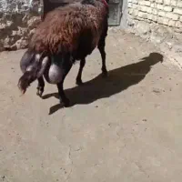 قوچ افشار پلنگی|حیوانات مزرعه|چادگان, |دیوار