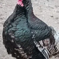 لباس|لباس|ایلام, |دیوار