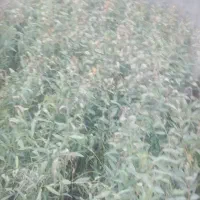 نهال اوکالیپتوس تعداد محدود ۳۰ تومن|خدمات باغبانی و درختکاری|ساوه, |دیوار