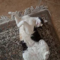 واگذاری گربه خانگی