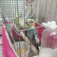 عروس هلندی سخنگو|پرنده|برخوار, |دیوار