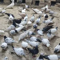 کبوتر شیخی بالاگیر